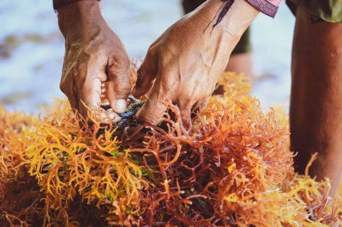 Budidaya Rumput Laut