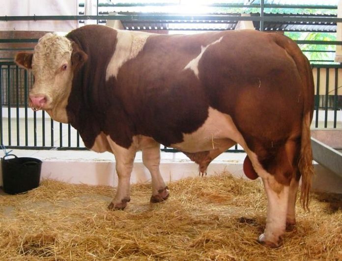 Sapi Simental