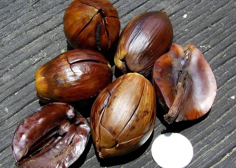 Hilirisasi BRIDA Kaltim: Cokelat Tengkawang Lebih Unggul dari Kakao