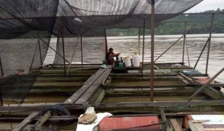 Loa Kulu Dominasi Produksi Perikanan, Jadi Sentra Nila Terbesar di Kaltim