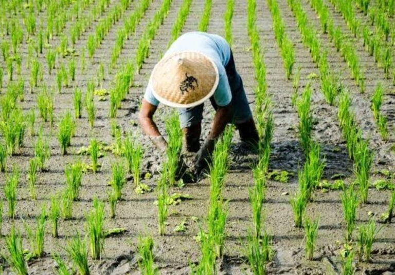 Mentan  Sebut 27 Ribu Anak Muda Kini Jadi Petani Sukses, Raup Penghasilan hingga Rp 20 Juta per Bulan