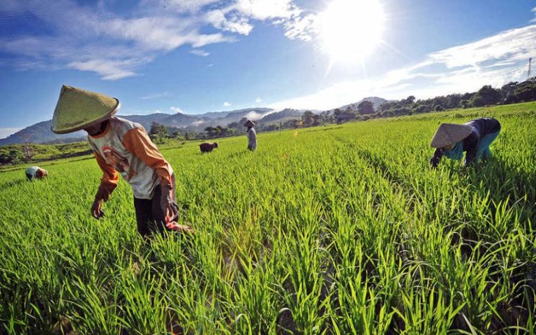 Pemberdayaan Petani