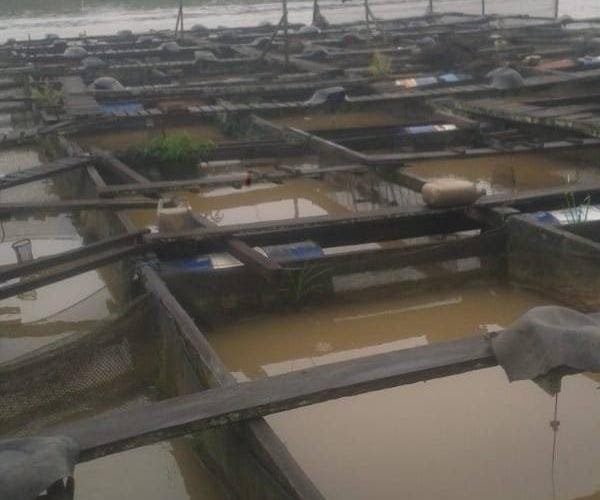 Kaltim Fokus Optimalisasi 11.582 Keramba Nila untuk Perkuat Ketahanan Pangan