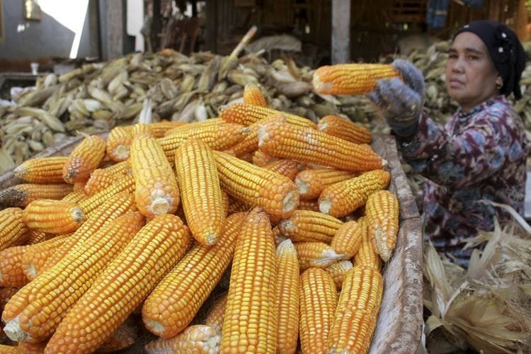 Sinergi Petani–Koperasi–Kampus: Kaltim Bangun Industri Pakan Terbesar Berbasis Jagung dan Limbah Sawit